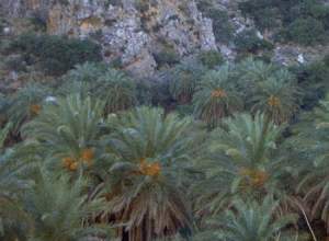 Prevelis Palmtrees