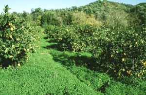 orange fruit trees