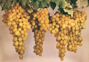 Cretan grapes